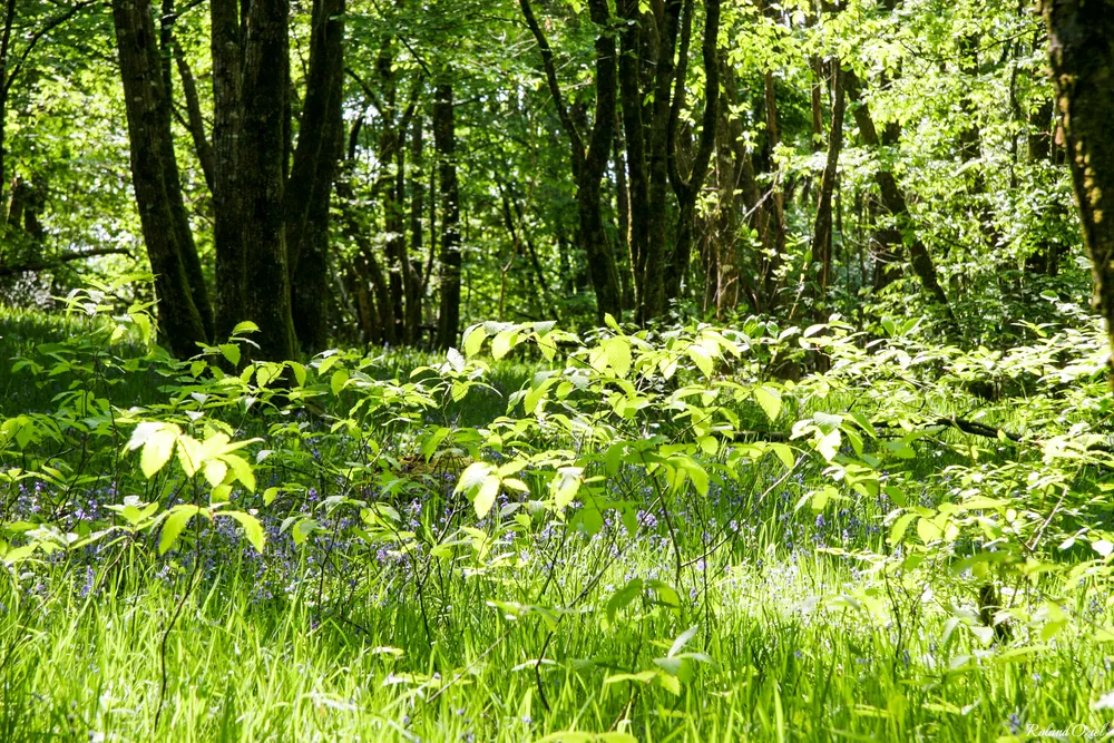 Balade en forêt depuis le camping Vendéen Les cyprès