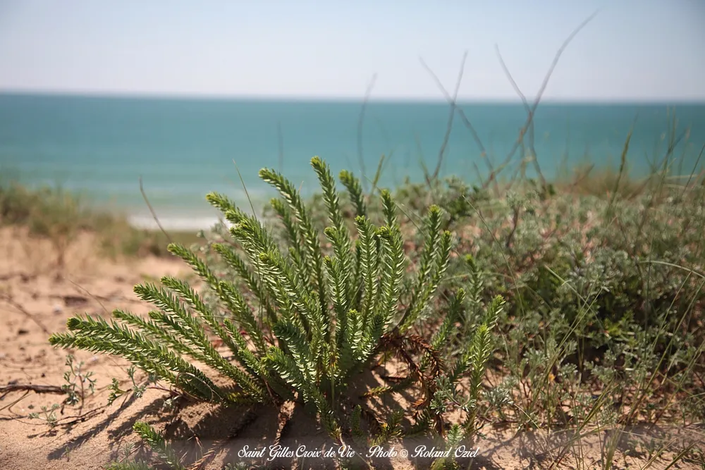 paysage dunaire en vendée proche d camping les cyprès