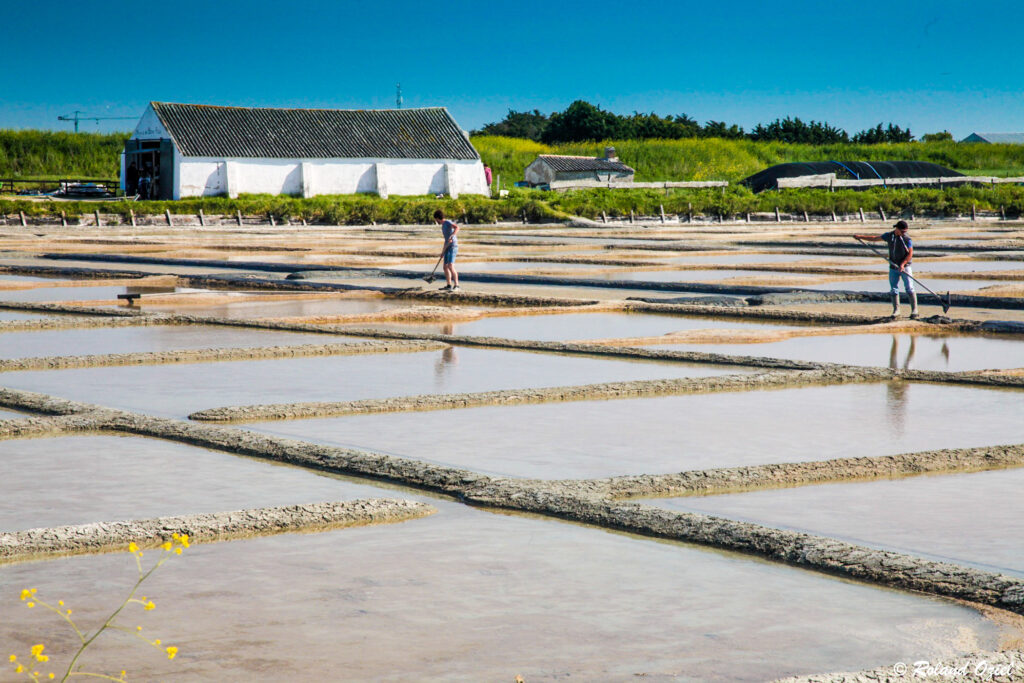 marais salants de Noirmoutier